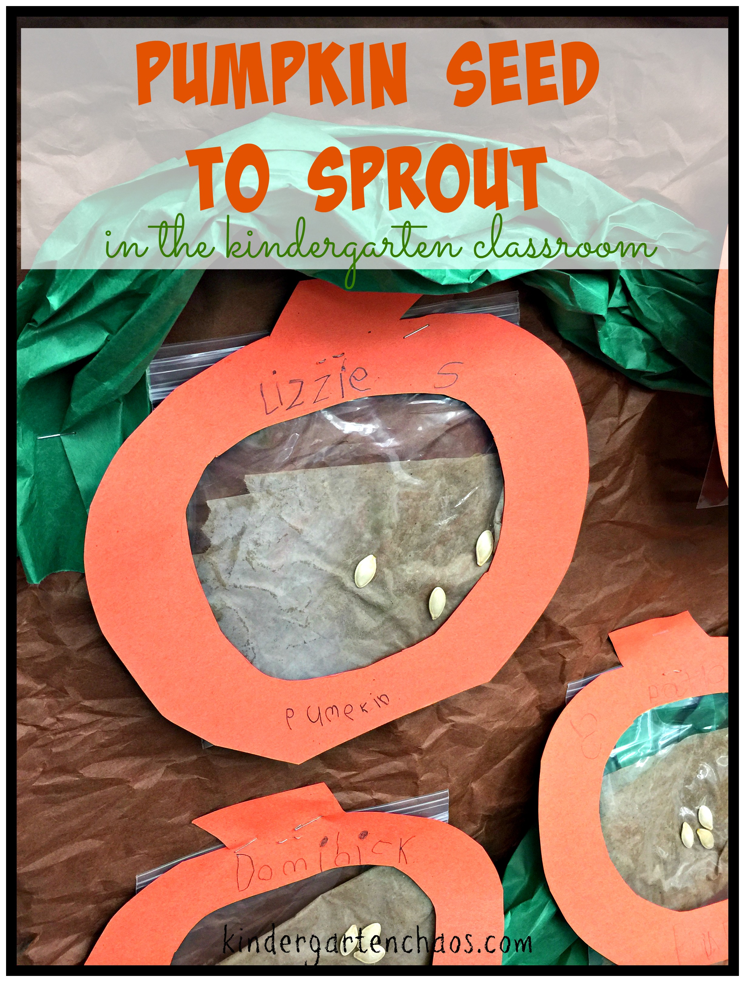 Pumpkin Seed to Sprout Kindergarten Chaos