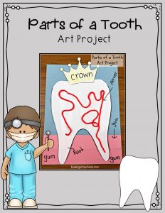 An Art Project To Teach Students The Parts Of A Tooth
